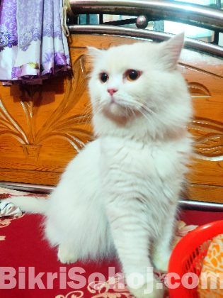 Original Persian Cat